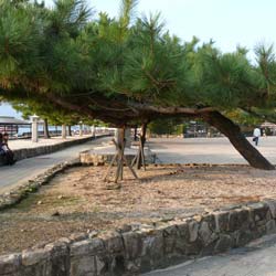 Pinus thunbergii